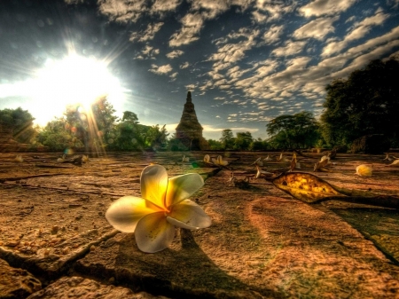 Plumeria Blossom in Thailand - stone, building, angkor wat, clouds