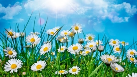 Field of Daisies - sky, clouds, summer, field, chamomile, flowers, daisies, spring