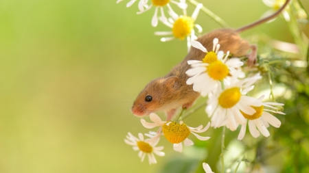 Field Mouse and Daisies - daisies, flowers, Firefox Persona theme, summer, field mouse, mouse, mice