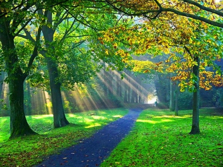 Stroll - forest, trees, rays, walk