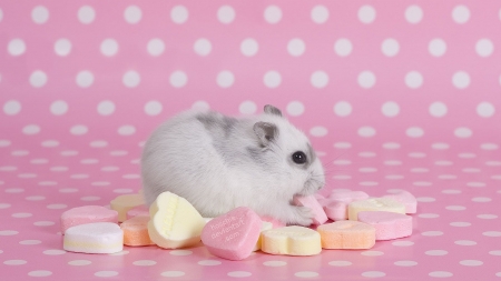 (âœ¿â— â€¿â— ) âœŒ - animal, hamster, cute, pink