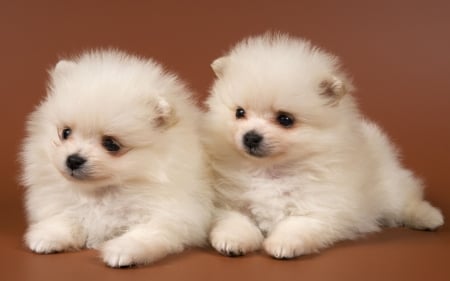 (✿◠‿◠) ✌ - cute, puppies, animal, dogs