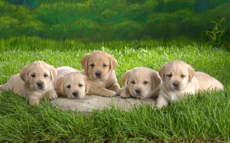 (âœ¿â— â€¿â— ) âœŒ - animal, dogs, cute, dog