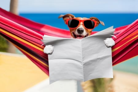 Relax! It's summer! - blue, hammock, dog, white, animal, funny, red, caine, jack russell terrier, paper, sunglasses