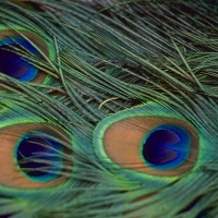 Peacock feathers