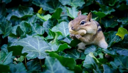 Squirrel - animal, green, plants, squirrel