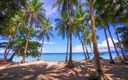 New Day - trees, nature, beach, sea, shadow