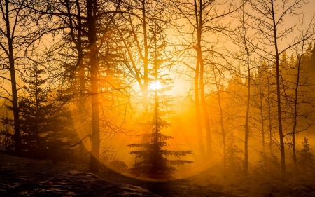 Sunset Mist - nature, sunset, trees, mist