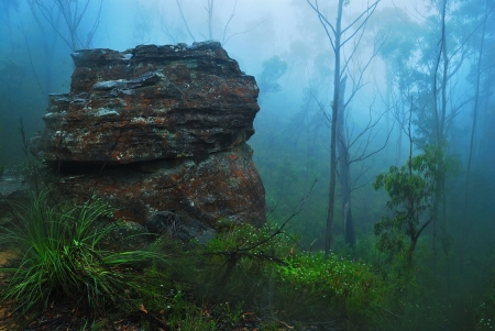 Forest Mist - trees, nature, rocks, mist