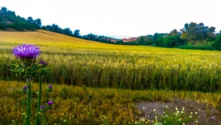 Green Field - landscape, field, nature, green