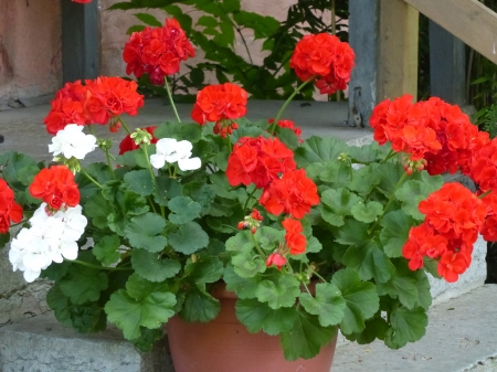 Geranium - white, red, summer, flowers, pot