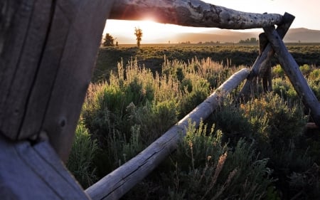 Beautiful Morning - field, nature, sunlight, grass