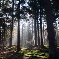 Autumn Sunlight through the Trees