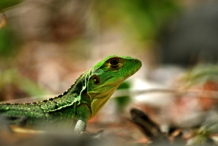 Green Lizard - lizard, reptile, close up, green