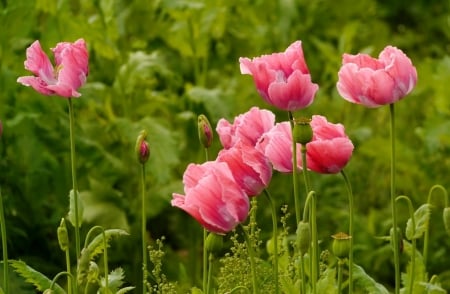 Red poppies - macro, pink, red, beautiful, summer, flowers, grass, poppies