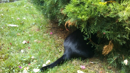 Where is the mouse - Photograph, Hiding, Cat, Black, Nature, Predator, Hidden, Photography, Outside, Funny, Feline, Green, Photo, Daytime, Brushes, Black Cat, Back, Searching, Grass, Brush, Day, Garden, Snapshot