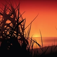 Sunset Grass