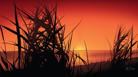 Sunset Grass