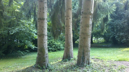 Three Trees - Photograph, Nature, Forrest, Photography, Outside, Park, Summer, Green, Photo, Daytime, Trees, Tree, Sunny, Woods, Summertime, Daylight, Grass, Wood, Day, Sun, Snapshot