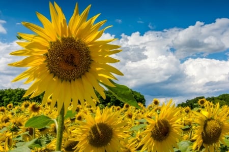 Field of Sunflowers - clouds, field, sunflowers, nature