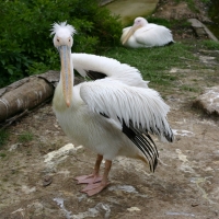 pelicans