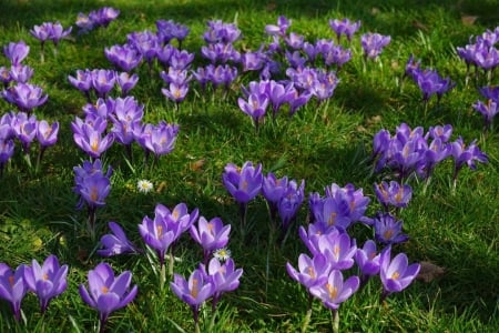 Crocuses - flowers, spring, grass, crocus