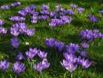 Crocuses