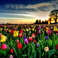 Colorful Tulips