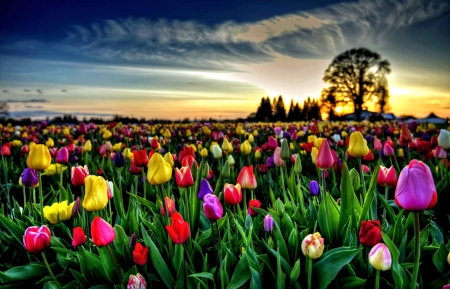 Colorful Tulips - tulips, field, flowers, pretty