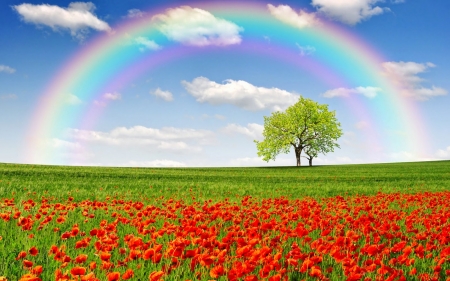 Rainbow In A Field Of Poppies - poppies, rainbow, orange, tree