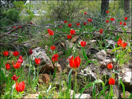 Spring Flowers - tulips, trees, blossoms, red, plants