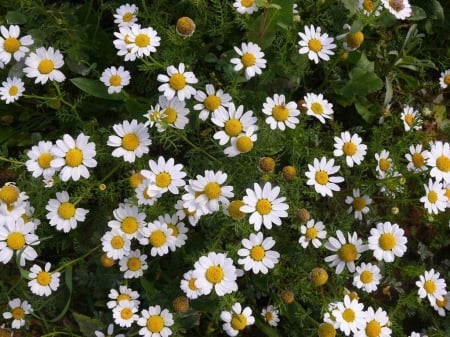 Daisies - blossoms, summer, garden, petals, plant, leaves