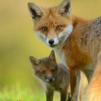 Mother Fox and Kit