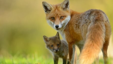 Mother Fox and Kit - Fox, kit, firefox persona theme, mother, Firefox, baby