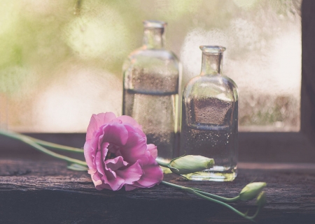 Still Life - flowers, bokeh, petals, still life