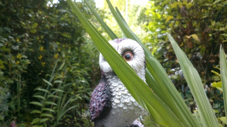 Owl 2 - nice, snapshot, summertime, eyes, branch, photography, wings, leaf, eye, white, brown, one-eyed, yellow, green, owl, photograph, garden, branches, outside, day, summer, funny, bird, nature, night hunter, daytime, leafs, leaves, photo