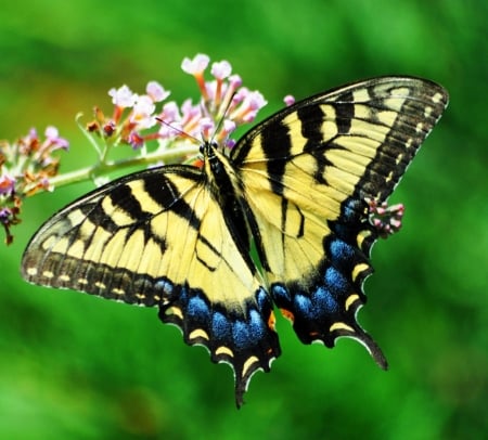 MONARCH - insect, wings, flower, petals