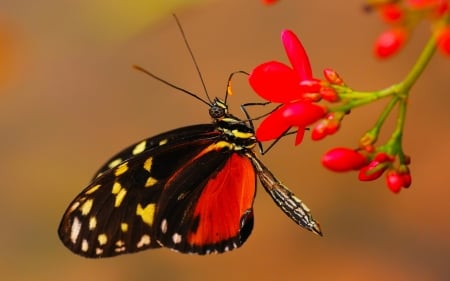 BUTTERFLY - WINGS, COLORS, STEMS, FLOWERS