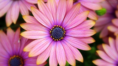 DAISIES - NATURE, COLORS, LEAVES, PETALS