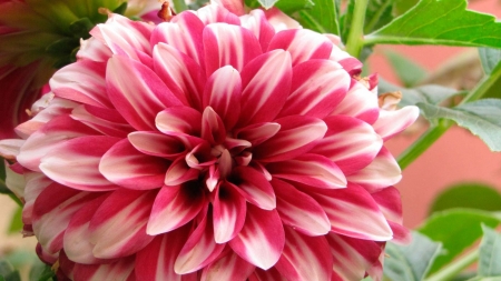 ASTER - leaves, stems, petals, colors