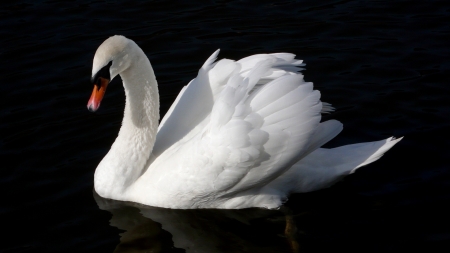 SWAN - wings, feathers, water, colors