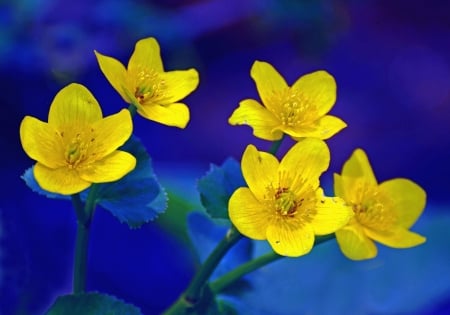 FLOWERS - leaves, yellow, petals, stem