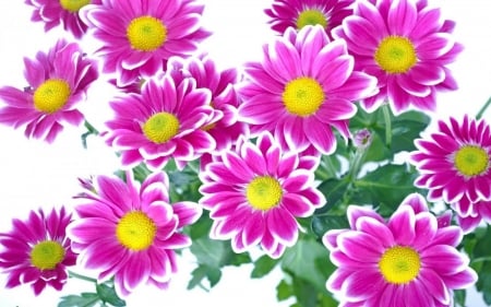 DAISIES - leaves, green, purple, petals