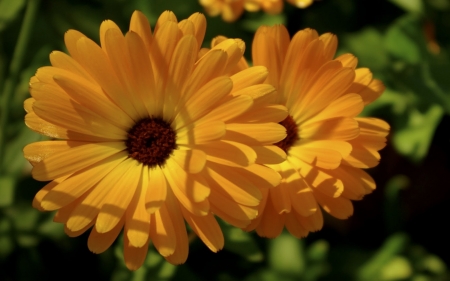 DAISIES - leaves, petals, nature, colors