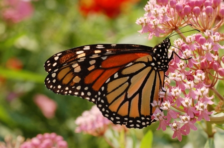 MONARCH - FOWERS, WINGS, COLORS, LEAVES