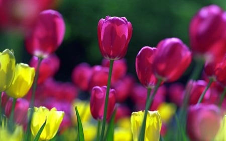 TULIPS - stems, purple, yellow, petals