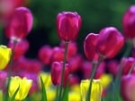 TULIPS