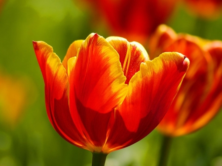 TULIPS - orange, stems, yellow, petals