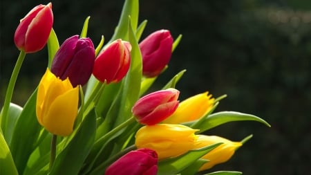 TULIPS - leaves, stems, petals, colors