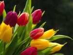 TULIPS